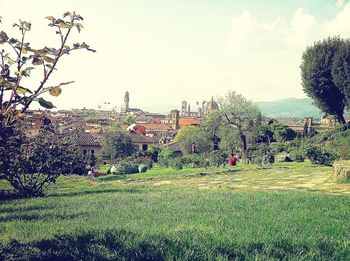 Trees growing on field