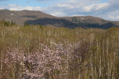 Scenic view of grassy field against sky