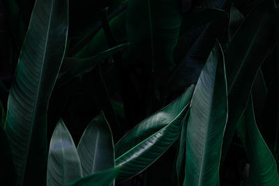 Detail shot of leaves