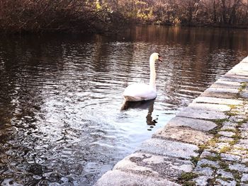 Swan swimming in lake