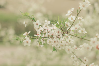 Close-up of white cherry blossom tree