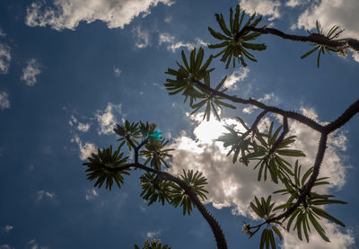 Low angle view of madagascar palm the spiky desert plant against blue sky