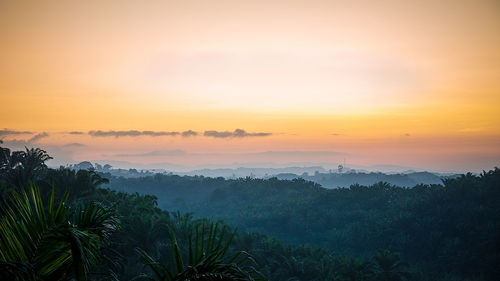 Scenic view of oil palm plantation landscape against sky during sunset