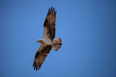 Low angle view of eagle flying against clear blue sky