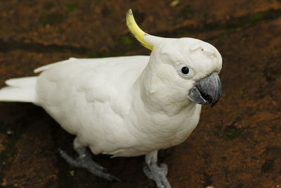 Close-up of a bird