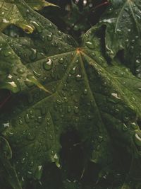 Full frame shot of wet leaves