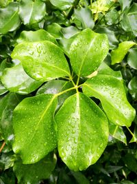 Close-up of raindrops on leaves