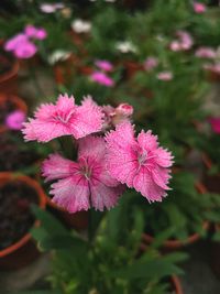 Close-up of pink flowering plant