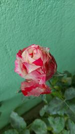 Close-up of wet pink rose blooming outdoors