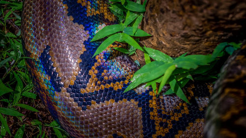 High angle view of lizard on plant