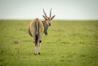 Common eland stands in grass turning round