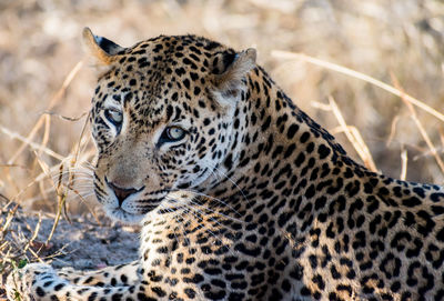 A leopard panthera pardus rests in the shade on the manyeleti game reserve in south africa