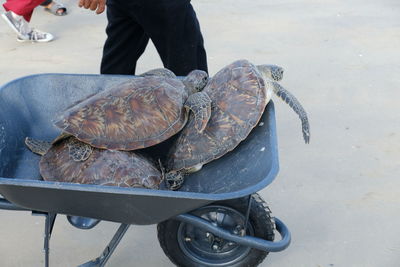 Low section of man with fish for sale