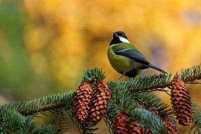 Close-up of bird perching on branch