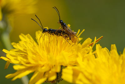 Black soldier fly flies insect hermetia illucens mating on yellow dandelions