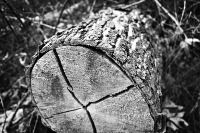 Close-up of tree trunk on field