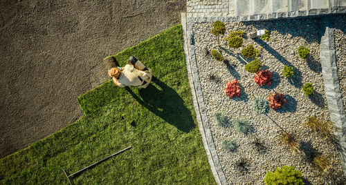 High angle view of plants on land