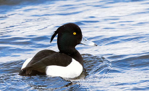Close-up of duck swimming in lake