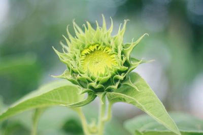 Close-up of white flower plant