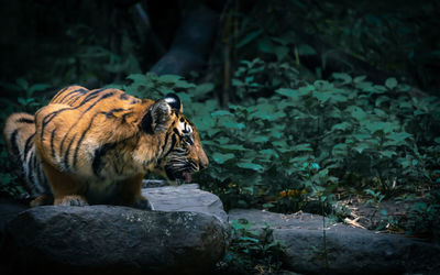 Tiger in a forest