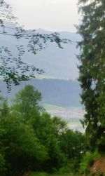 Scenic view of trees against sky