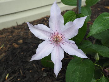 Close-up of white flower blooming outdoors