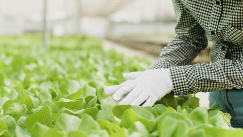 Midsection of farmer working at greenhouse