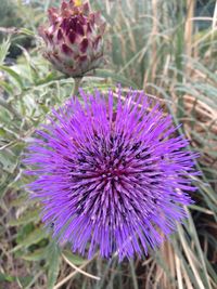 Close-up of purple flowers