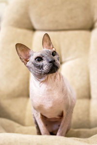 Sphinx cat of cream solid is sitting on soft sofa.