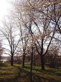 Bare trees on grassy field