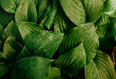 Full frame shot of green leaves