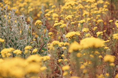 Close-up of yellow flowers growing on field