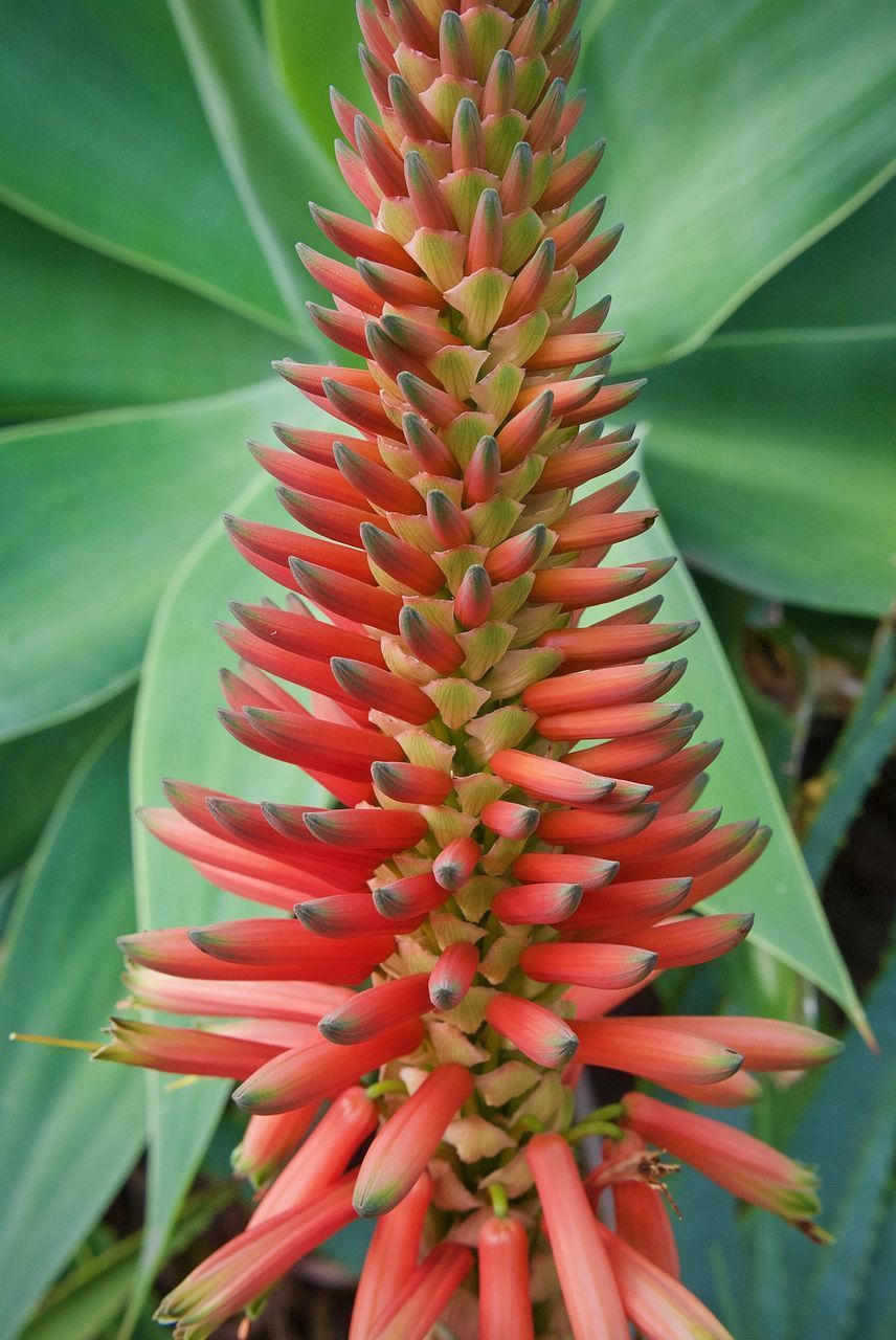 CLOSE-UP OF RED CACTUS FLOWER