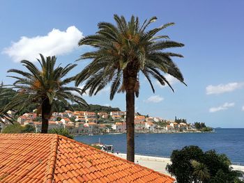 Palm trees by sea against sky