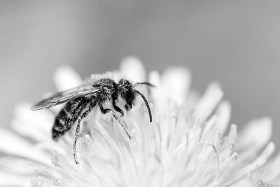 Close-up of insect on flower