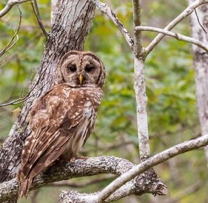 Portrait of owl perching on tree