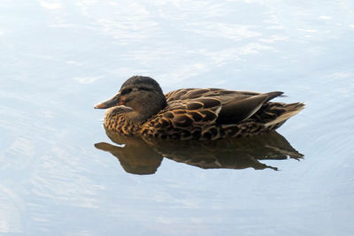 High angle view of duck swimming on lake