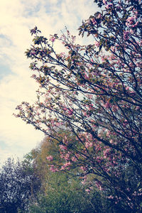 Low angle view of tree against sky