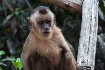 Portrait of monkey sitting on tree