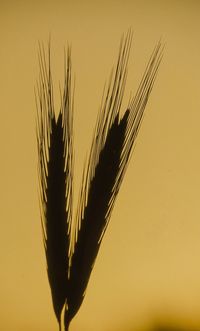 Close-up of stalks against clear sky at sunset