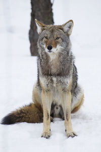 Portrait of squirrel on snow field