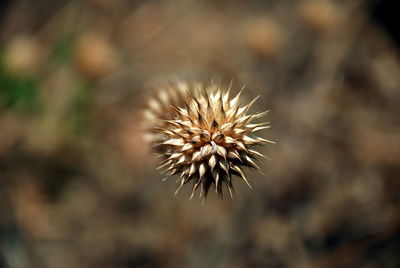 Close-up of dried plant