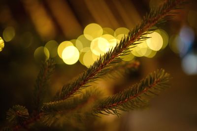 Close-up of leaves on tree at night