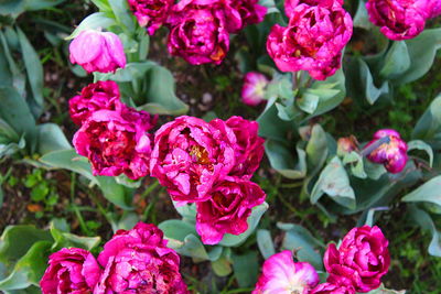 High angle view of pink flowering plants