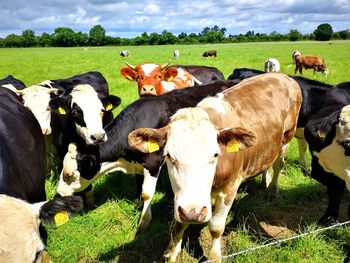 Cows on field