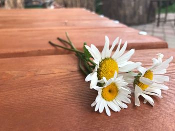 Close-up of daisy on table