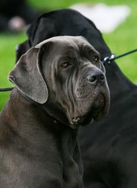 Close-up of dog looking away