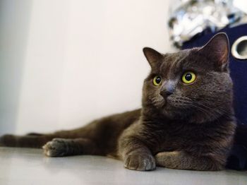 Close-up portrait of a cat