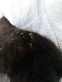 Close-up of cat sleeping