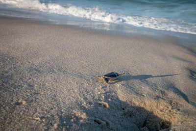 View of crab on beach